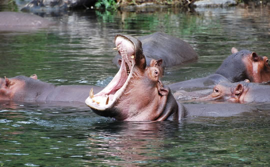 Hippos at the Mzima Springs